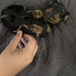 Dachshund Puppies from JP's South Texas Dachshunds