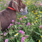 Pudelpointers from Point North Gundogs