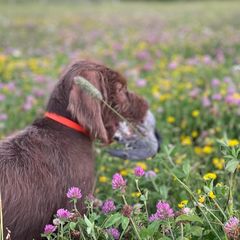 Pudelpointers from Point North Gundogs