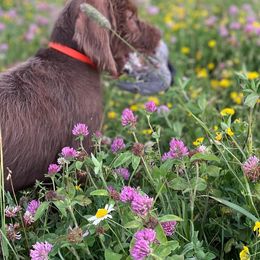 Pudelpointers from Point North Gundogs
