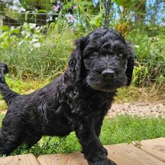 Coraline - Black and tan female Gordon Setter puppy in Holmen, Wisconsin from Joy Hahn