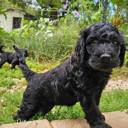 Coraline - Black and tan female Gordon Setter puppy in Holmen, Wisconsin from Joy Hahn