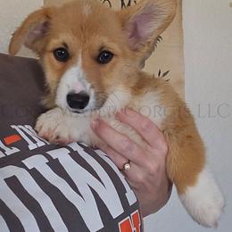 Confetti - Red female Pembroke Welsh Corgi puppy in Kiowa, Colorado from Cool Water Corgis LLC