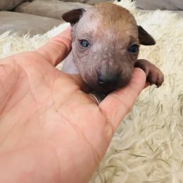 Red - Brindle female Xoloitzcuintli puppy in West Jordan, Utah from Majestic Nakids