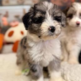 Saturn - Blue merle male Aussiedoodle puppy in Dickerson, Maryland from Pawsome Aussie Doodles and Oodles
