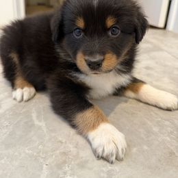 Shock - Black tri male Miniature Australian Shepherd puppy in Hillsboro, Texas from H&J Aussies