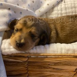 Dachshund Puppies from Long Dog Farm
