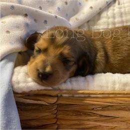 Dachshund Puppies from Long Dog Farm