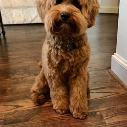 Australian Labradoodle Puppies from Integrity Labradoodles