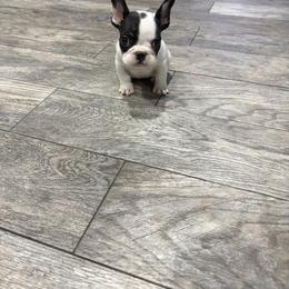 Rosita - White and black female French Bulldog puppy in Oxnard, California from Golden Star Frenchies