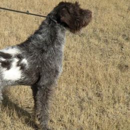 Sarg - German Wirehaired Pointer