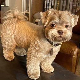 Russian Tsvetnaya Bolonka Puppies from Bolonka Treasures
