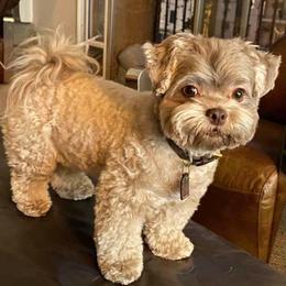 Russian Tsvetnaya Bolonka Puppies from Bolonka Treasures