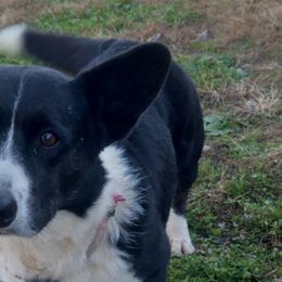 Dottie - Cardigan Welsh Corgi