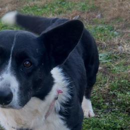 Dottie - Cardigan Welsh Corgi