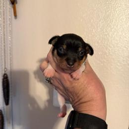 Baby 1 - White black and tan male Toy Fox Terrier puppy in Clermont, Florida from Debbie Hiles's Toy Fox Terriers
