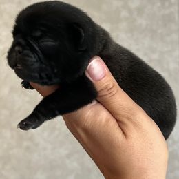 Pug Puppies from Pack of Pugs