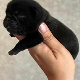 Pug Puppies from Pack of Pugs