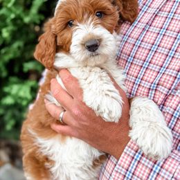 Charlotte - Red  female Goldendoodle puppy in Fletcher, North Carolina from Cane Creek Goldendoodles