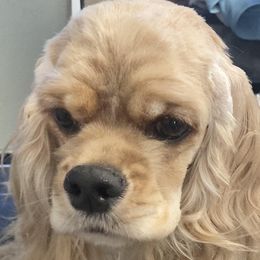 Ginger - Cocker Spaniel