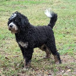 Bernedoodle and Goldendoodle All Grown Up from Sammy's puppies