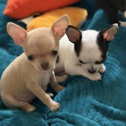Luna - Fawn female Chihuahua puppy in Amity, Pennsylvania from Rhoda and Verna
