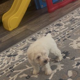 Boy 1 - White male Miniature Schnauzer puppy in Seagoville, Texas from JC miniature schnauzers