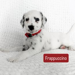 Frappuccino - LUA long coat - White and black male Dalmatian puppy in Davenport, Florida from Sunny Jewels Dalmatians