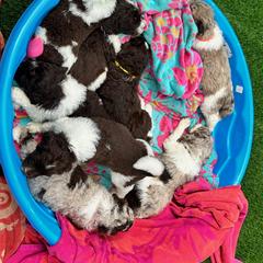Newfypoo Puppies from Two Sisters Ranch, LLC