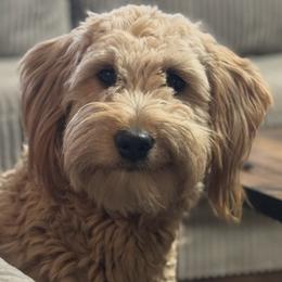 Gravy - Goldendoodle