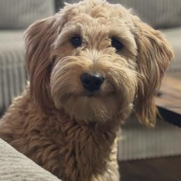 Gravy - Goldendoodle