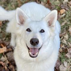 Nyah  - White Shepherd