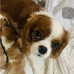 Olivia - Cavalier King Charles Spaniel