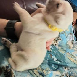 Yellow collar - White female Pug puppy in Phoenix, Arizona from Pug Place Phoenix