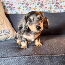 Peanut - Dapple female Dachshund puppy in Ceres, California from Rockin' M’s LilBitty Dachshunds (LBD)
