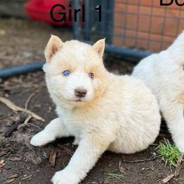 Girl 1 - White female Siberian Husky puppy in Everett, Washington from Addison Grove Huskies