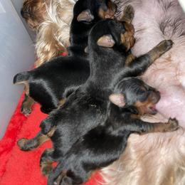 Yorkshire Terrier Puppies from Essence of Grace Yorkies