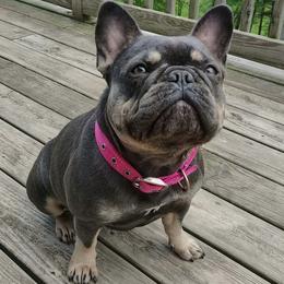 Gracie - French Bulldog