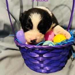 Porsche - Black tri-color female Australian Shepherd puppy in Muncie, Indiana from Gemfire Australian Shepherds