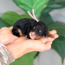 Light pink - Phantom female Bernedoodle puppy in Charleston, South Carolina from Palm Belle Doodles