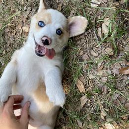 American Corgi and Pembroke Welsh Corgi Puppies from Swell Corgis