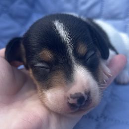 Boy 3 - Piebald male Dachshund puppy in Columbiana, Alabama from Tonya's Dachshunds