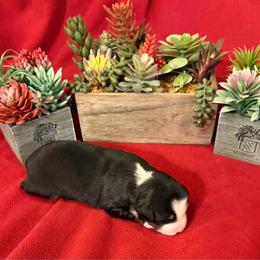 Frida - Black tri female Miniature Australian Shepherd puppy in Myakka City, Florida from Gable A Aussies