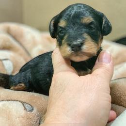 Boone - Black and tan male Schnoodle puppy in Kentucky from Mrs Bs Teeny Schnauzers & Doodles