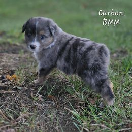 Carbon - Blue merle male Miniature Australian Shepherd puppy in Orrtanna, Pennsylvania from Mountain Top Shepherd's