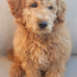 Theo - Red  male Goldendoodle puppy in Tucson, Arizona from Ever After Doodles Arizona