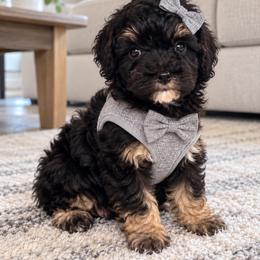 Gaston - Phantom male Poodle puppy in Bryn Mawr, Pennsylvania from Main line furry friends