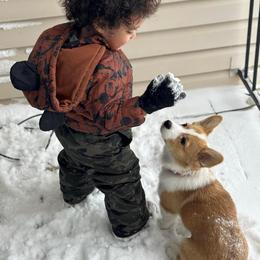 Pembroke Welsh Corgi Puppies from Gotta Chase Em All Corgis