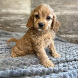 Levi - Red male Cavapoo puppy in Osseo, Michigan from Smiths Fluffy butts