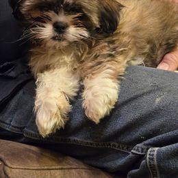 Cockapoo, Cocker Spaniel, Poodle, Shih Tzu, Shorkie, and Yorkipoo Puppies from Christina’s Puppy Utopia